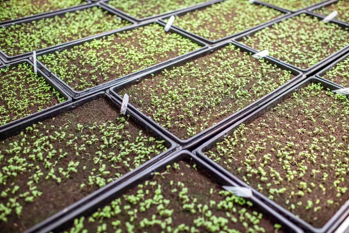Seedlings growing in the soil