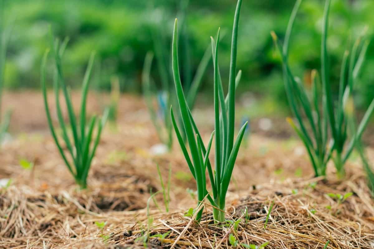 Young green sprouts of onion grow covered with mulch
