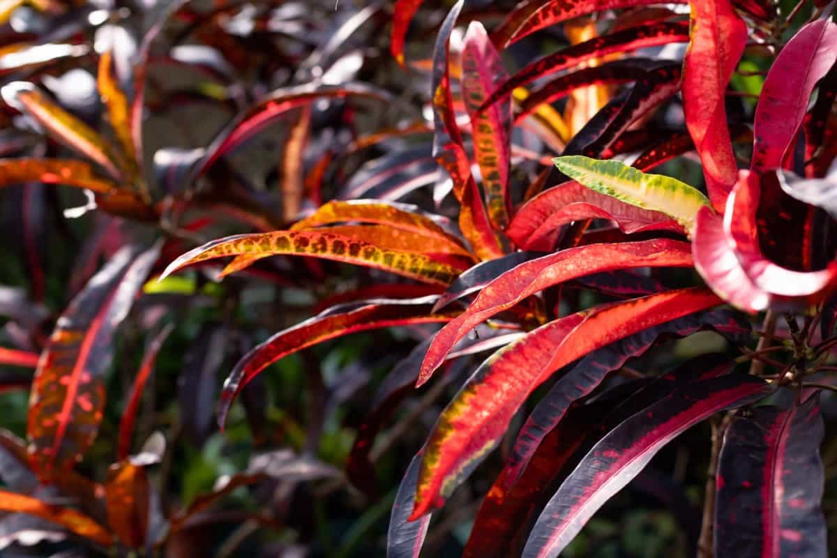 How to Grow Croton Petra from Cuttings
