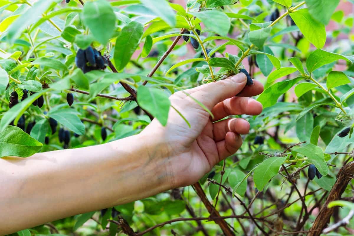 How to Grow Honeyberries from Seed and Cuttings