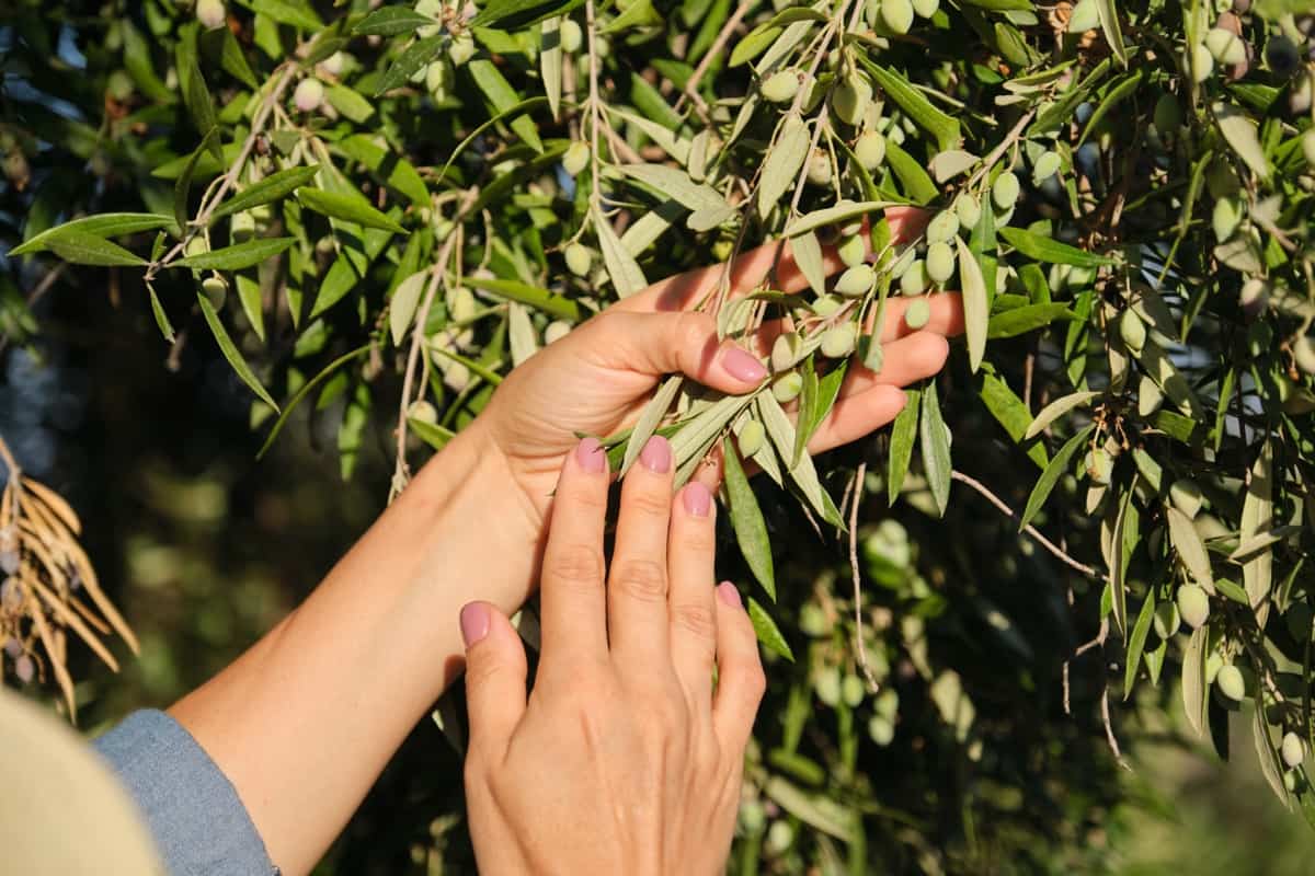 How to Grow Olive Trees Organically
