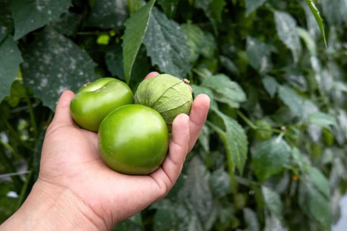 How to Grow Tomatillo from Seed