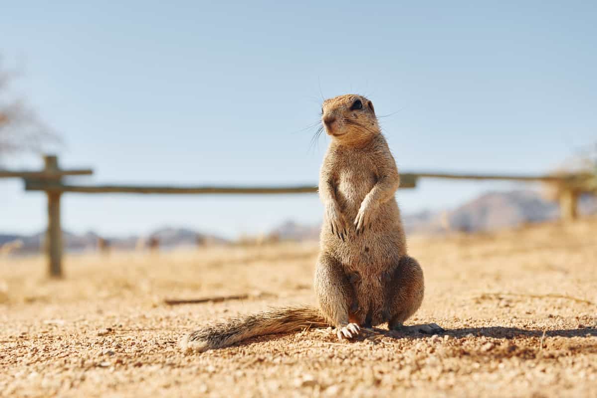 How to Keep Gophers Out of Your Garden Yard