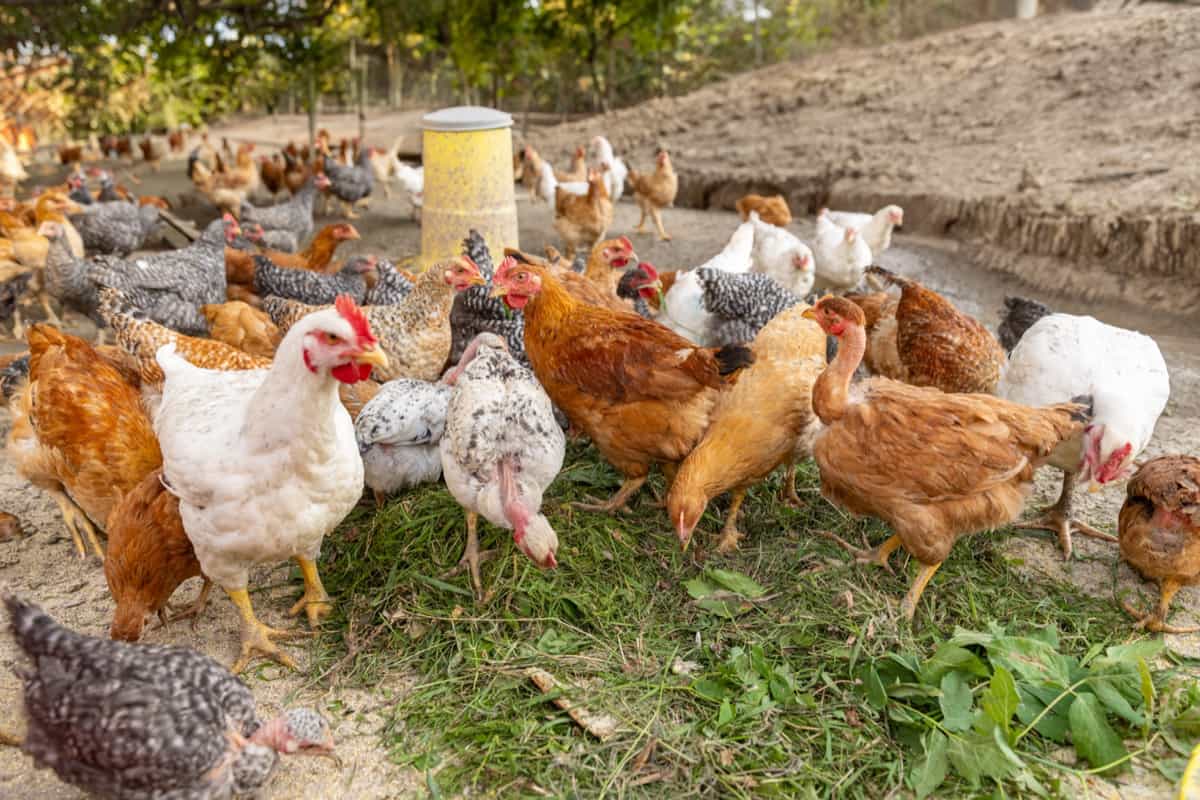 Free range chicken farming