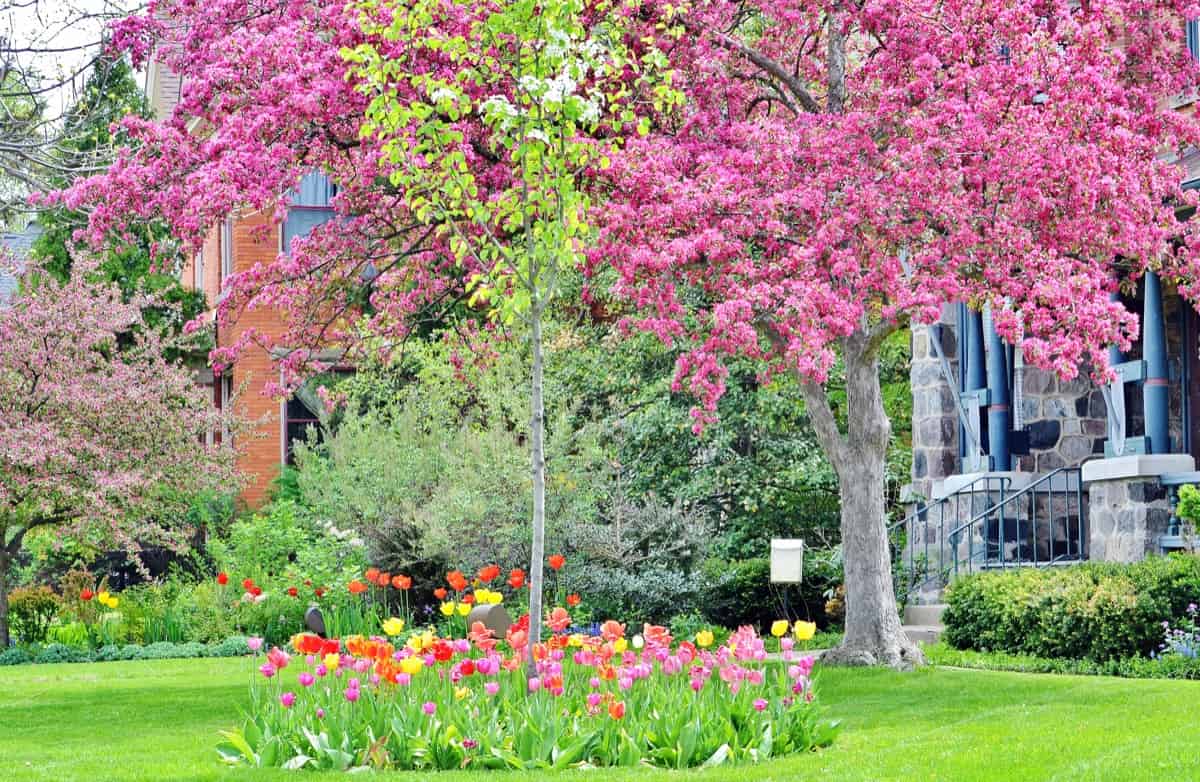Front yard landscaping with tulips and colorful budding trees