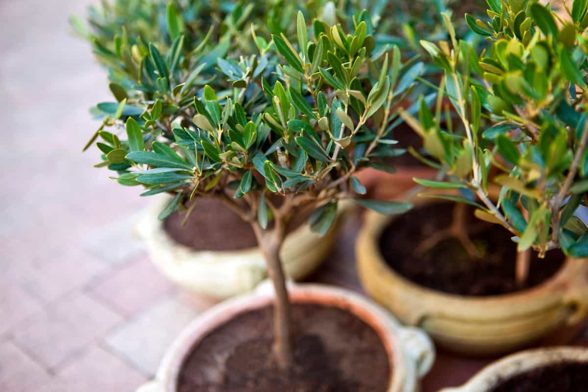 Olive trees in pot