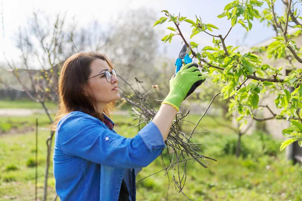 How to Prune Pear Trees3