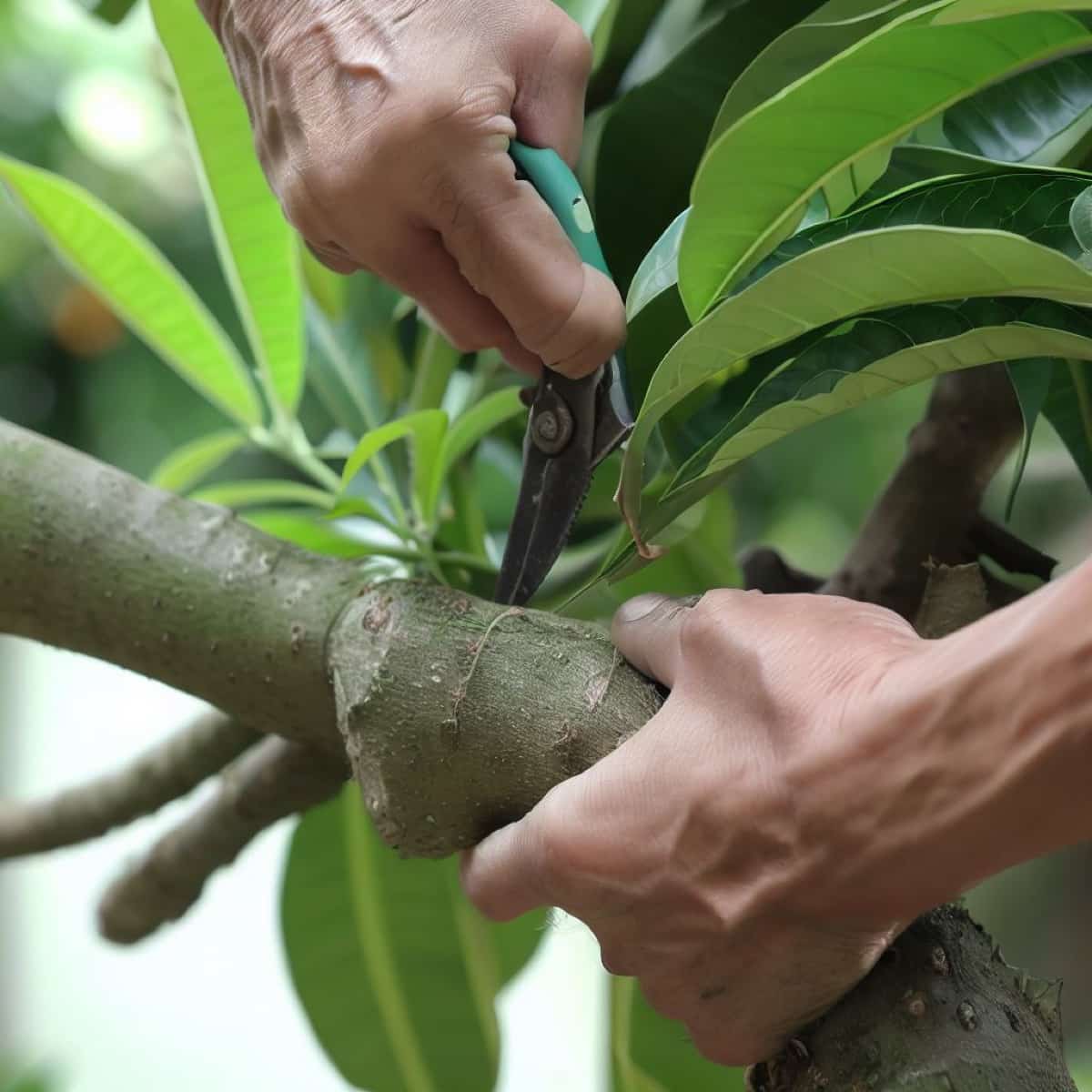 How to Prune a Mango Tree