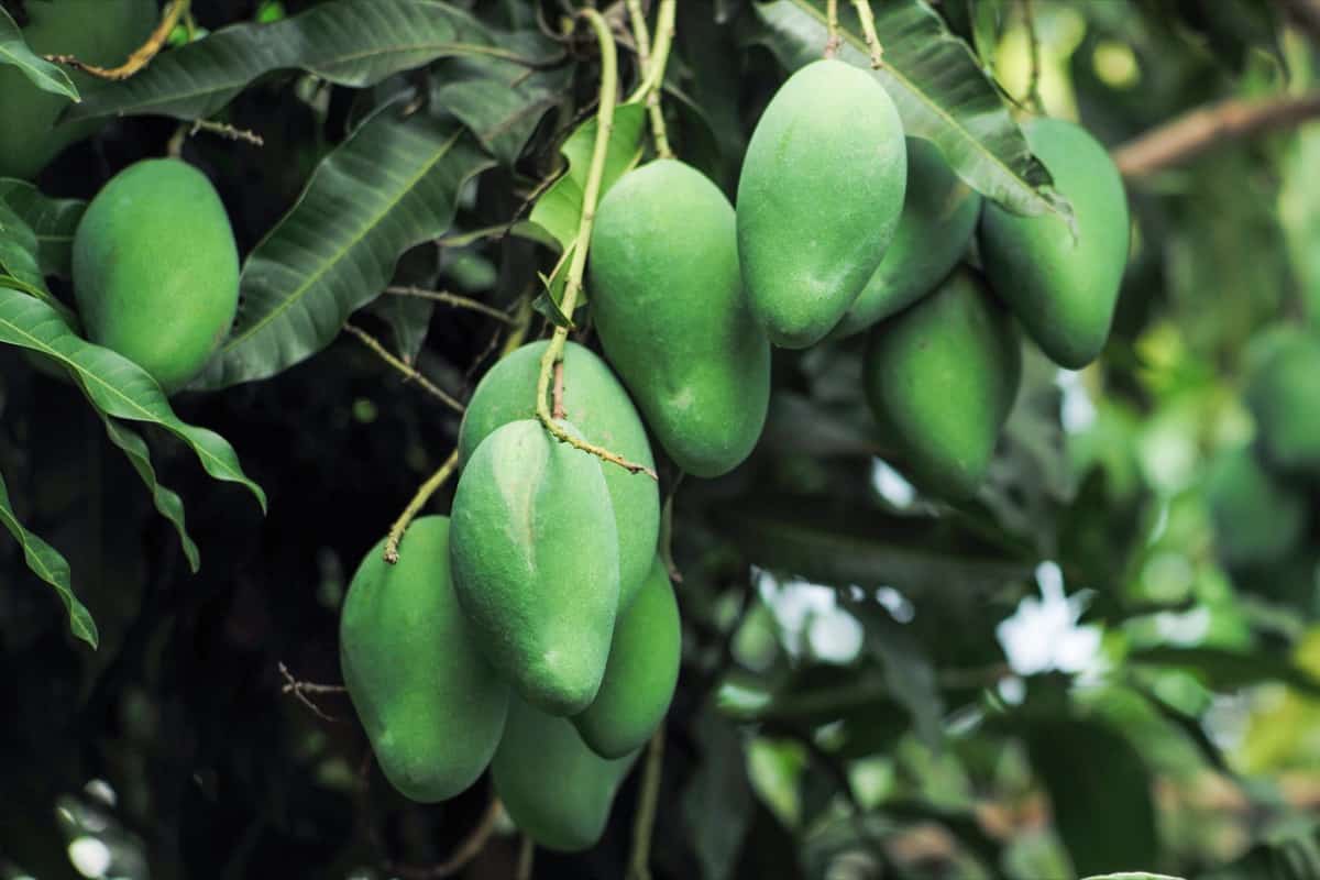 fresh mangoes hanging on the branch of tree
