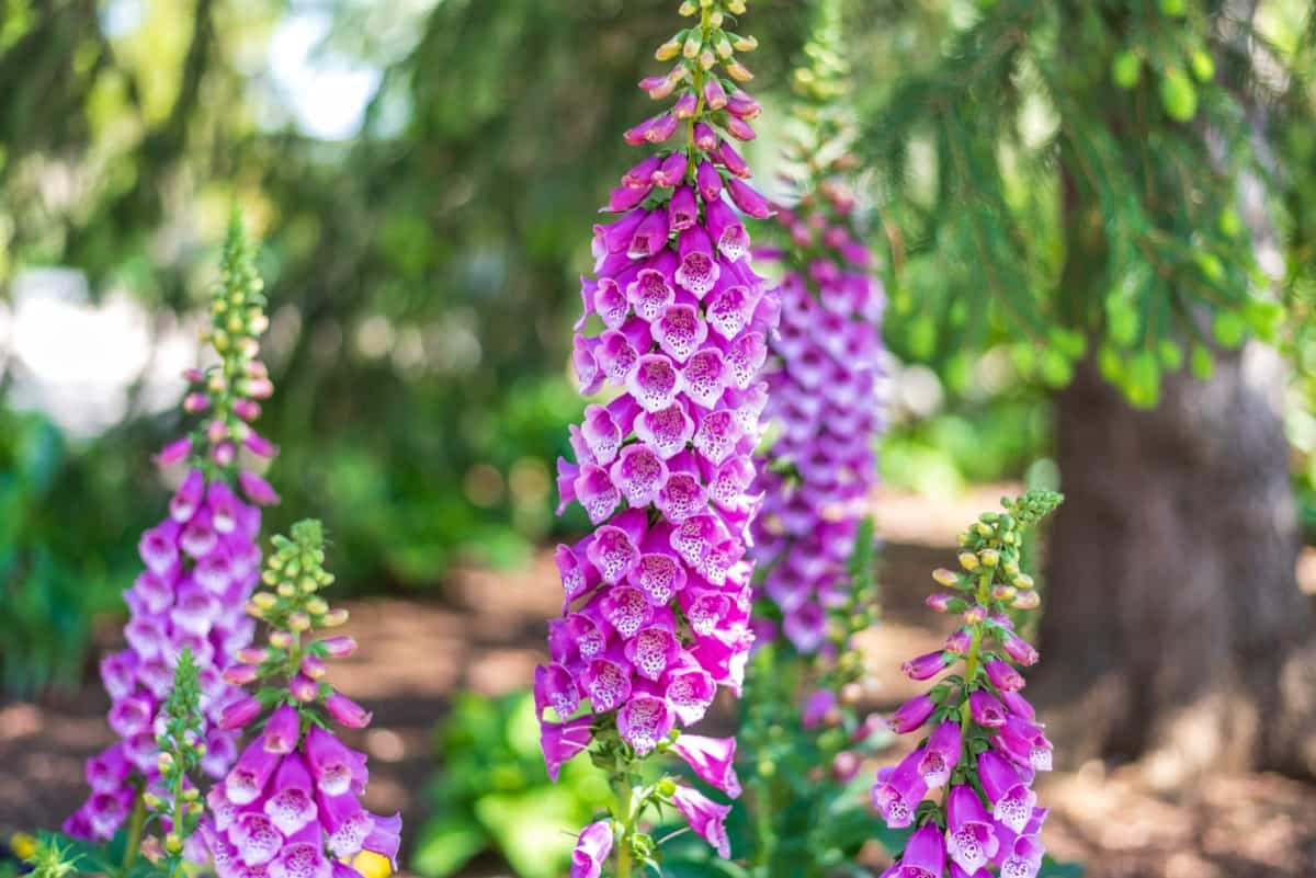  Key Indicators to Find Whether the Flowering Plant is Perennial or Annua: Flowering foxglove plants in bloom