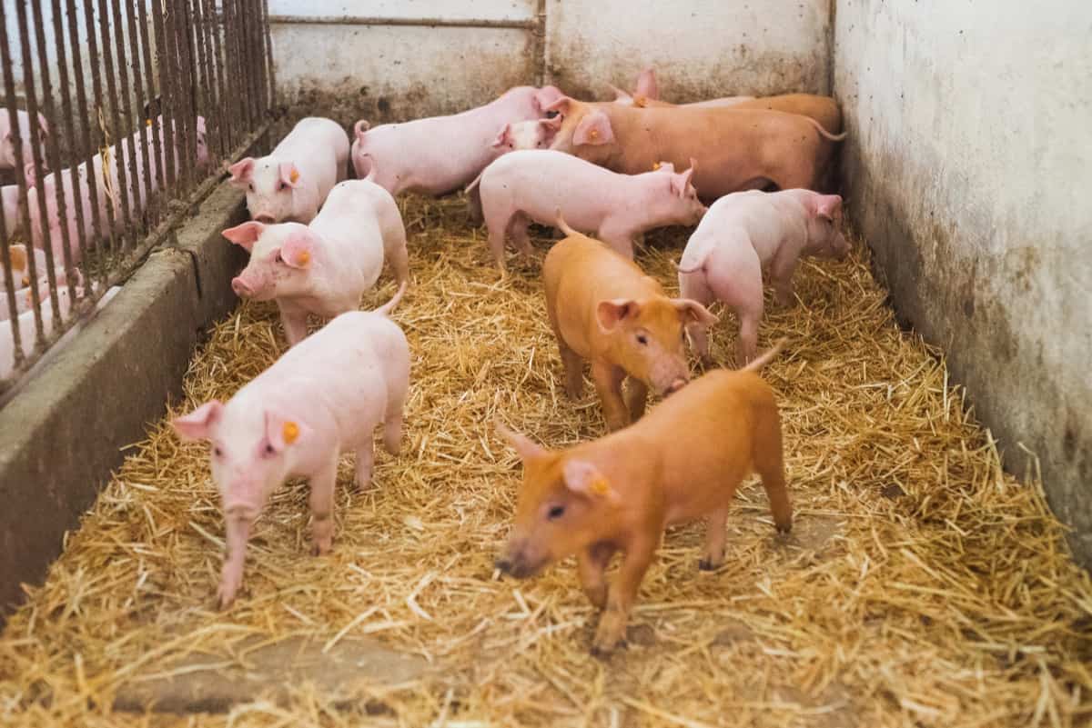 Pig Breeding Calendar