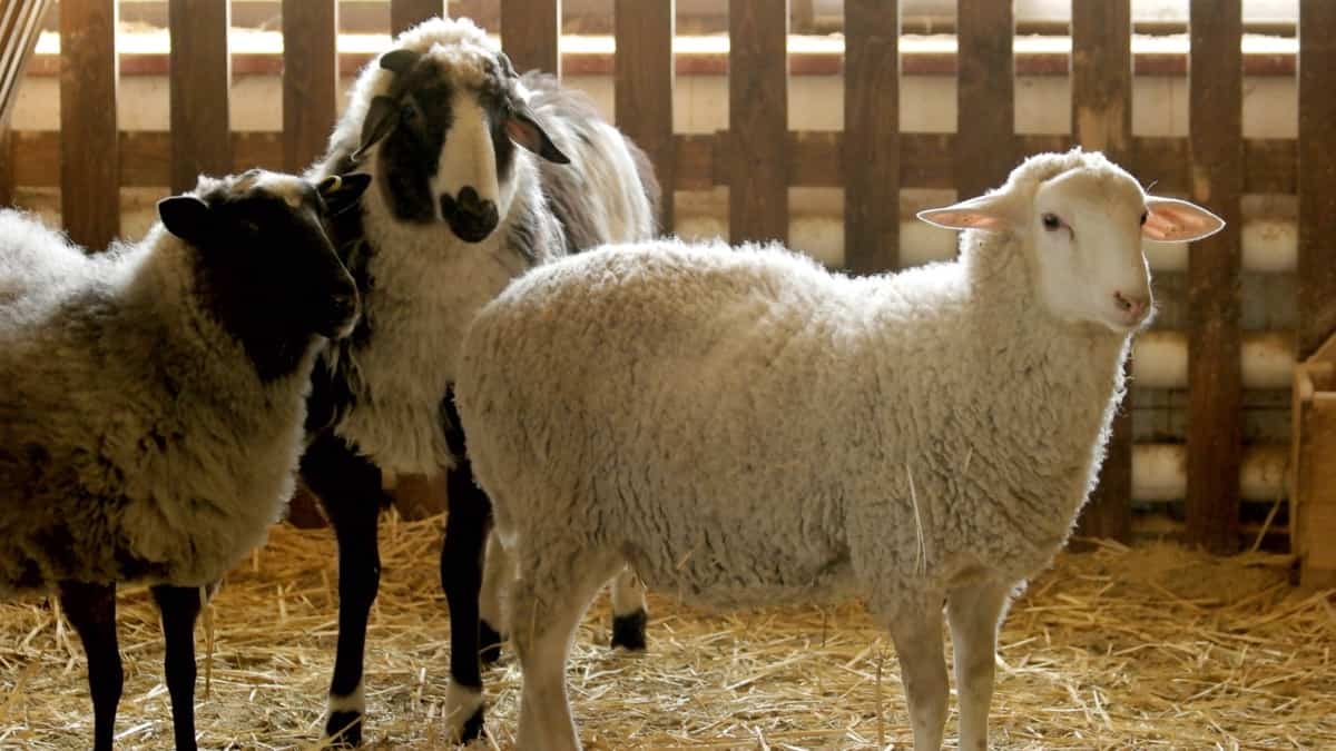 Sheep Breeding Calendar