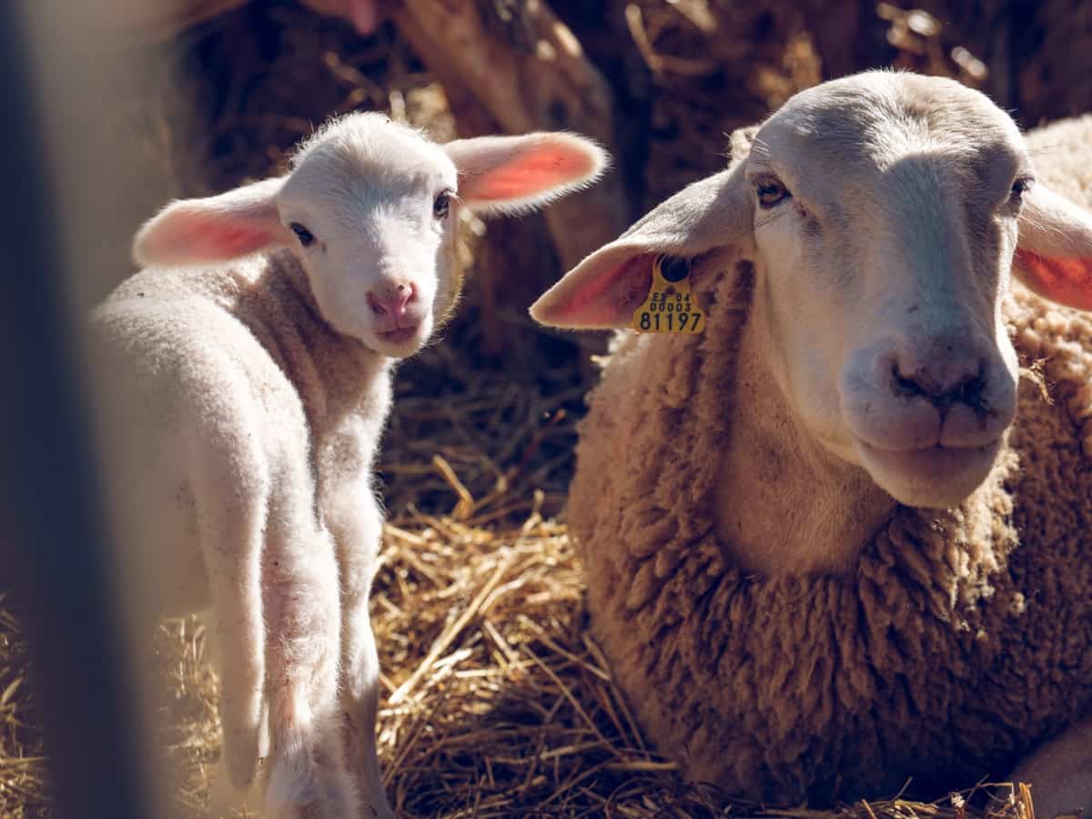 Sheep with tag in ear and baby sheep
