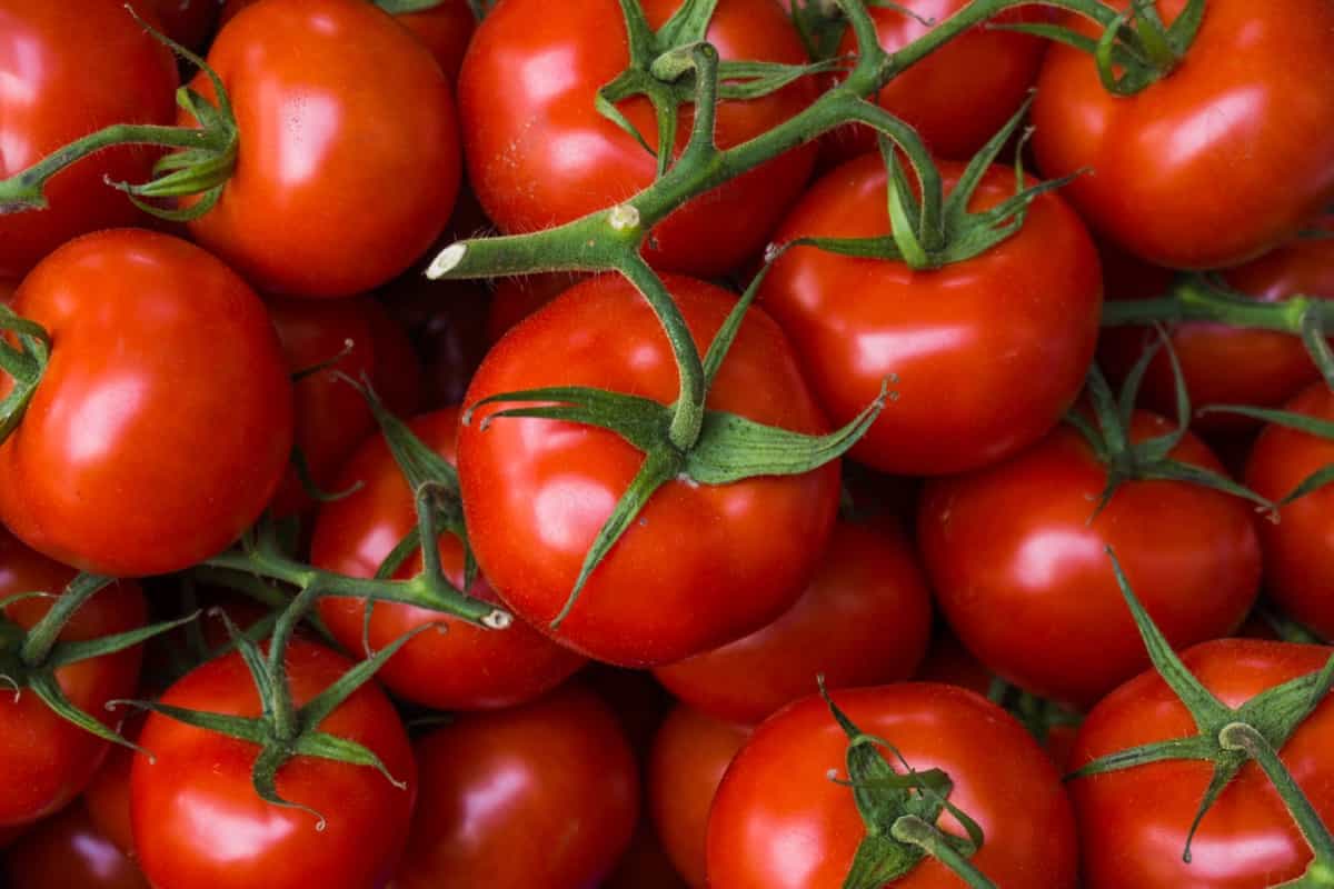 Stupice Tomato Farming