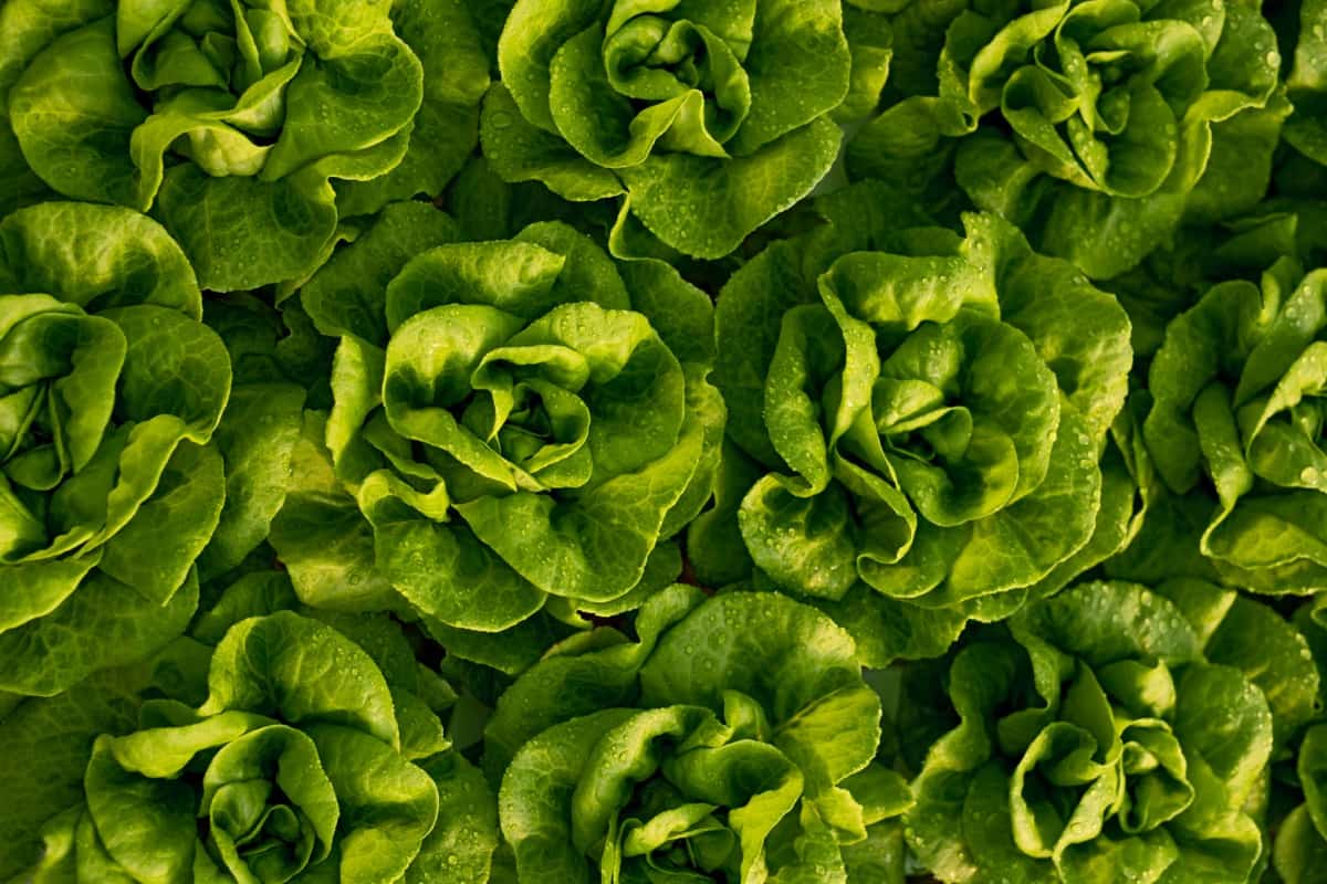 Best Plants for the Kratky Method: Lettuce