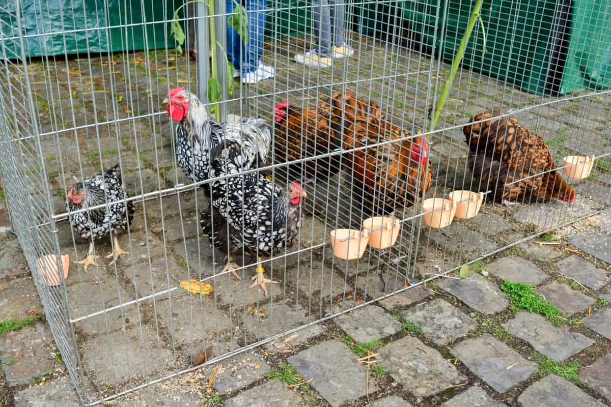 Ways to Raising Chickens Without a Coop: All items/Photos
Rooster and hen in a cage