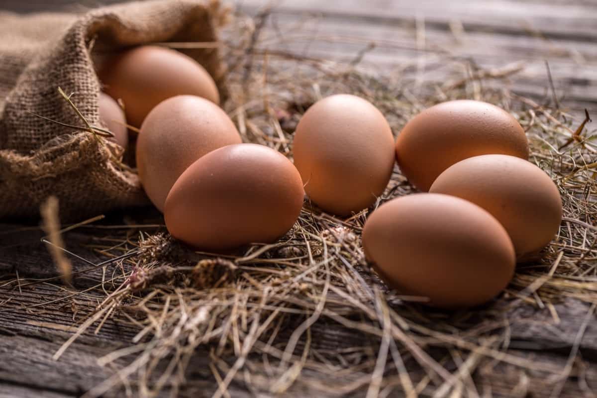 What Affects the Quality and Size of the Chicken Eggs