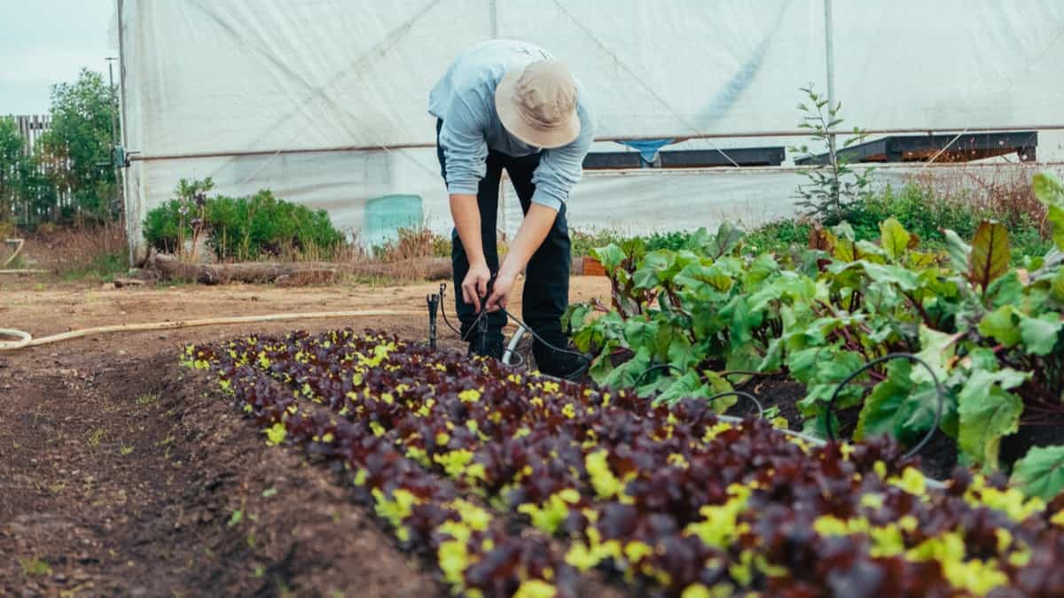When to Plant Vegetables in Arkansas