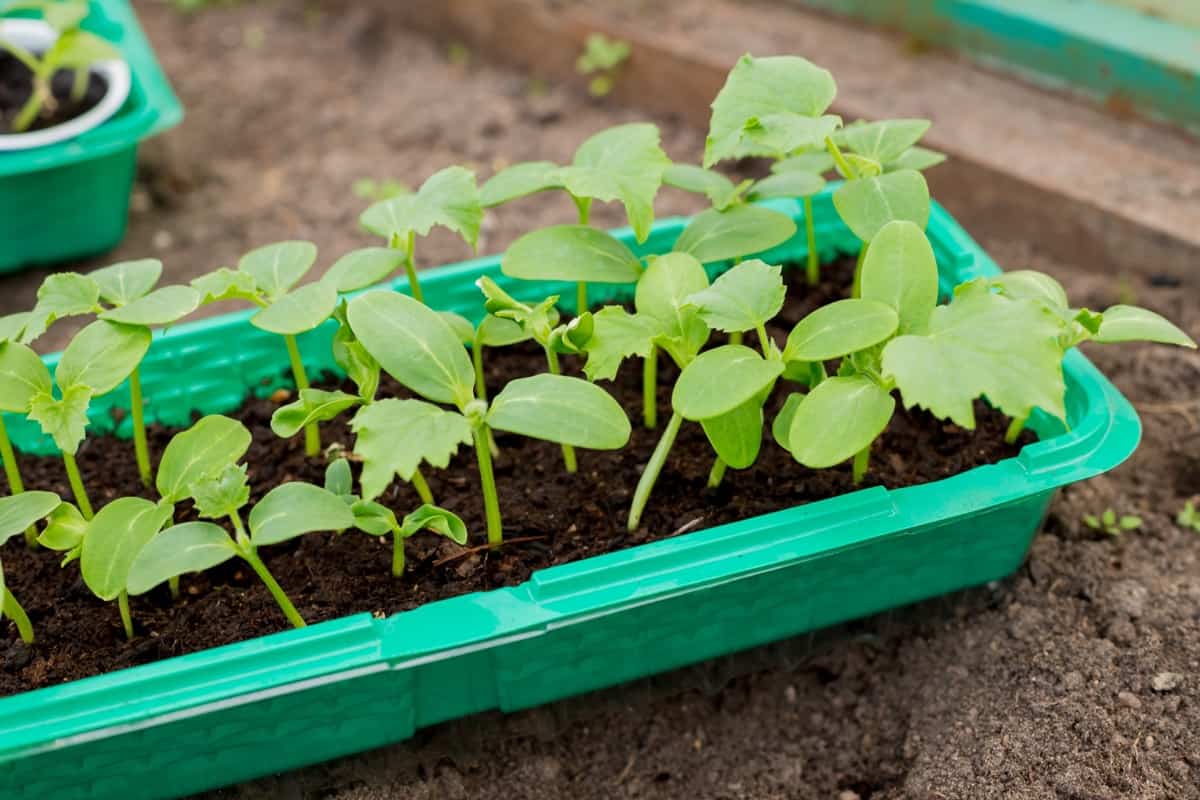 When to Plant Vegetables in Delaware