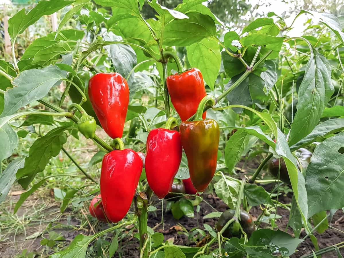 Red bell peppers in the vegetable garden