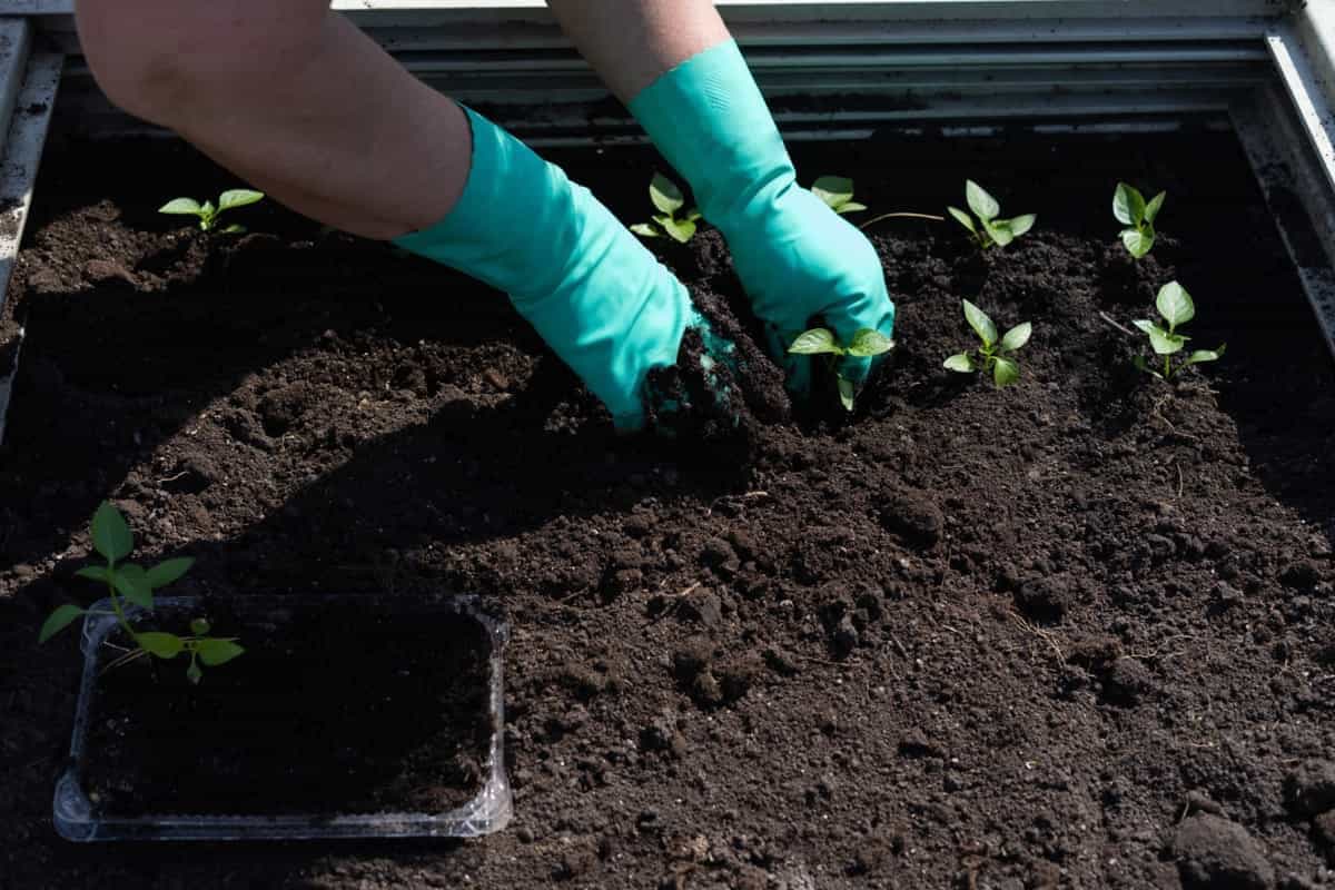 When to Plant Vegetables in Louisiana