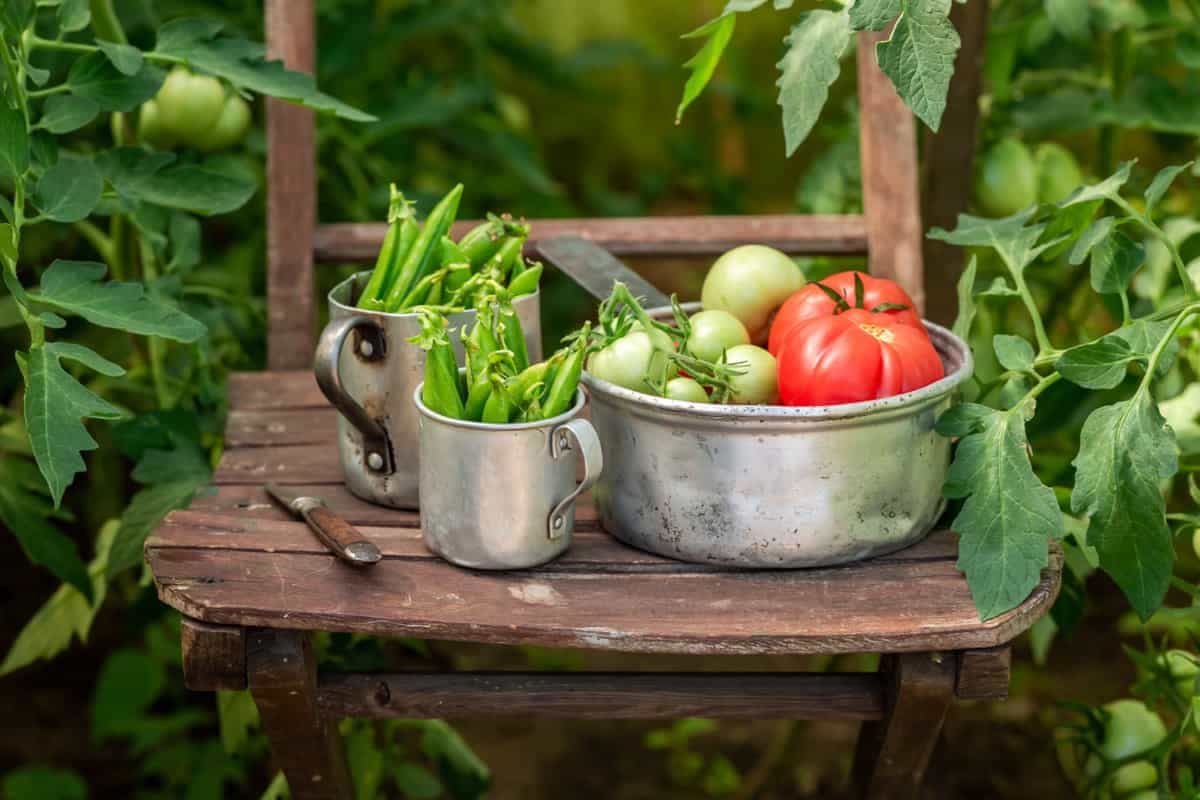 vegetables in a rustic greenhouse