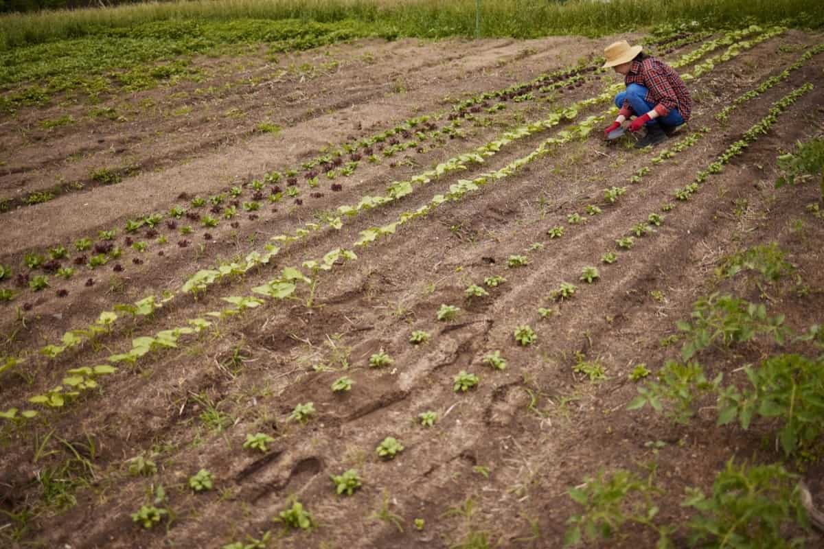 When to Plant Vegetables in Nebraska