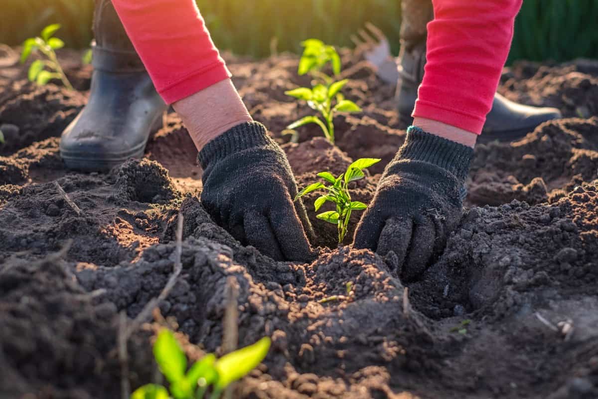 planting vegetables and vegetation