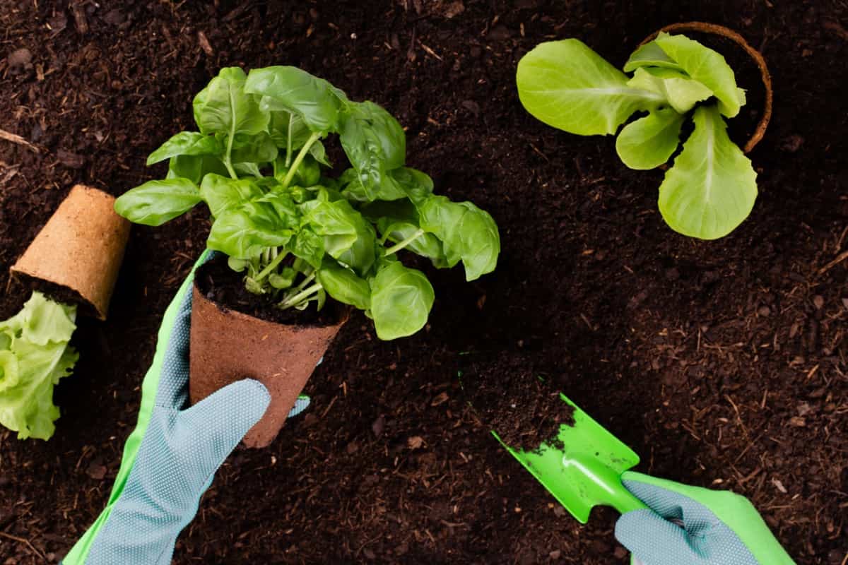 planting lettuce seedlings