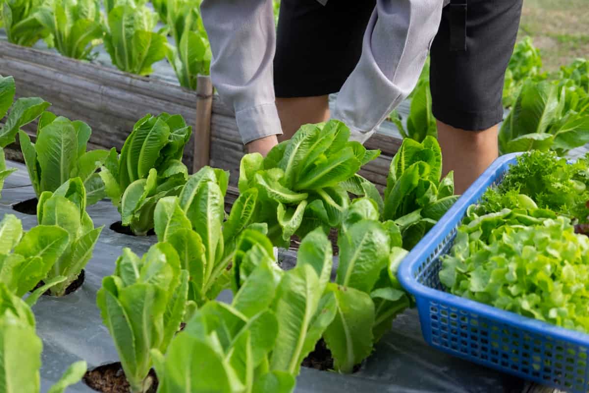 When to Plant Vegetables in North Dakota
