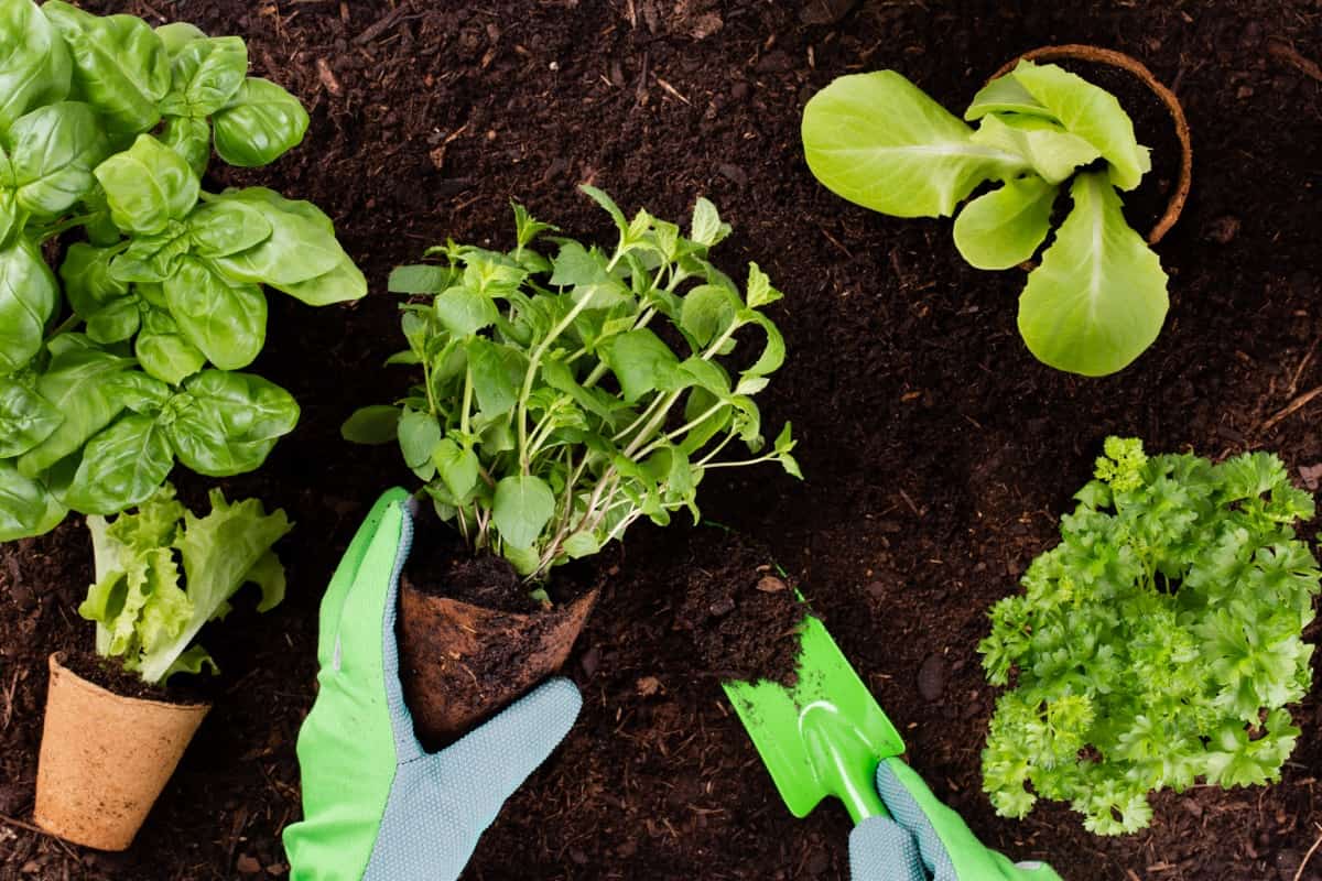 planting seedlings of lettuce salad in the vegetable garden