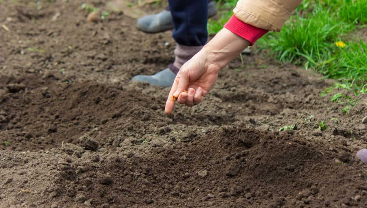 When to Plant Vegetables in Washington