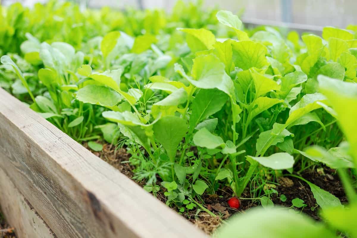 Growing vegetables seedlings from seeds at home