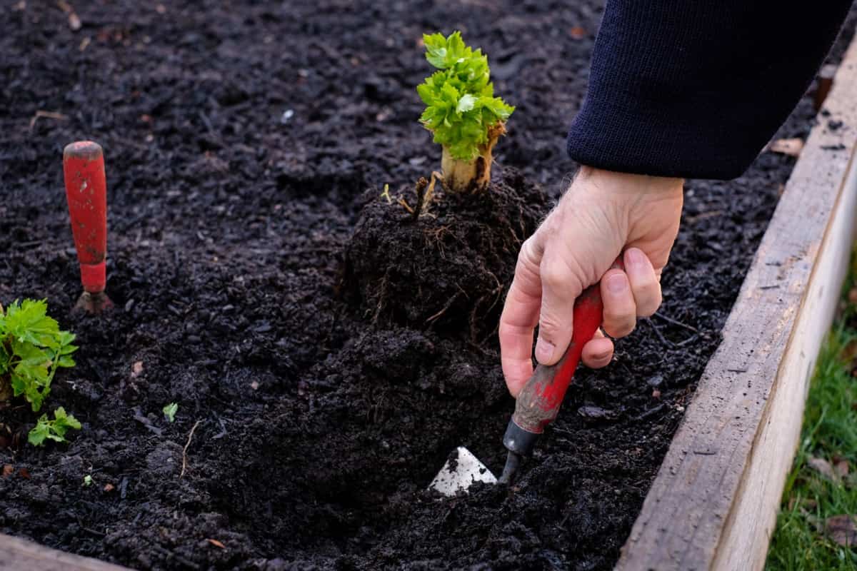 Soil preparation for planting seedlings