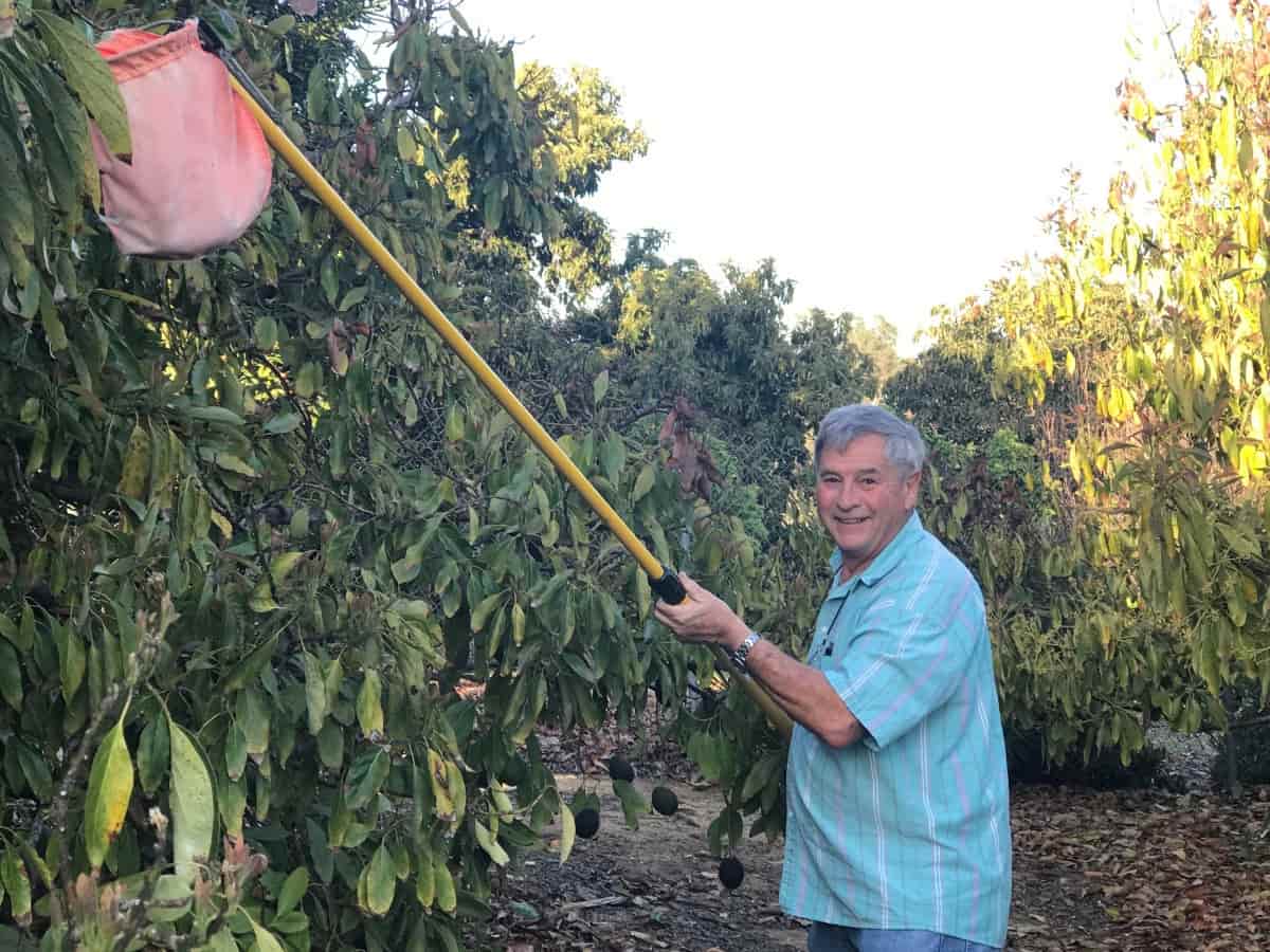 Harvesting Avocados
