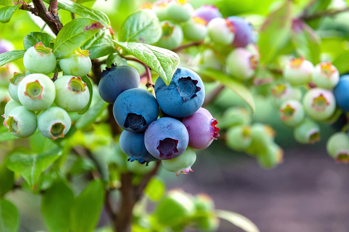 1-Acre Blueberry Farming Project Report
