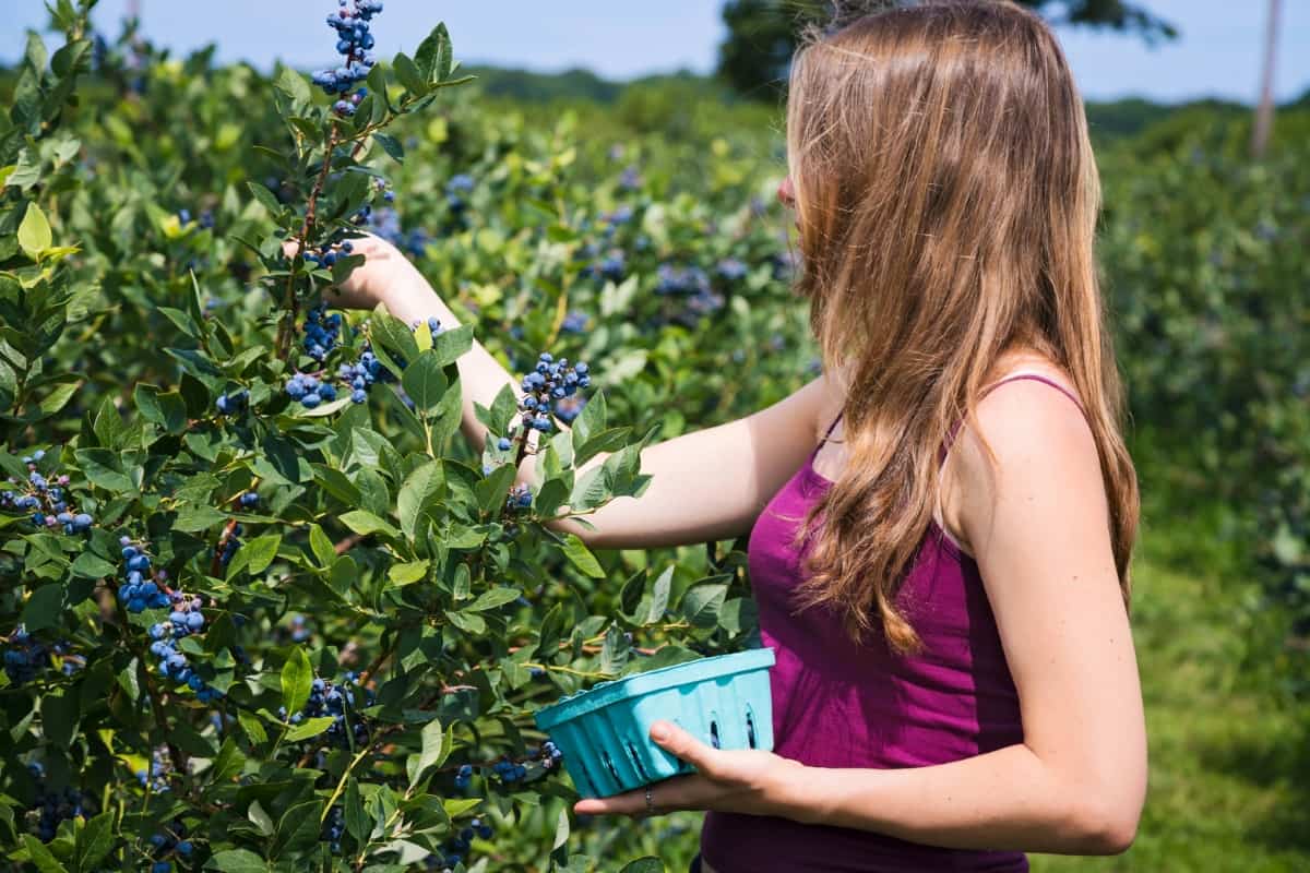 Woman Picking Blueberries