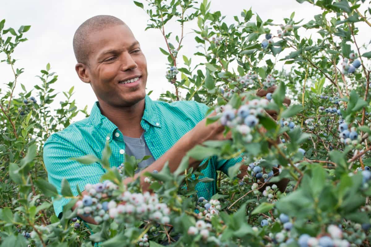 Man Picking Blueberries