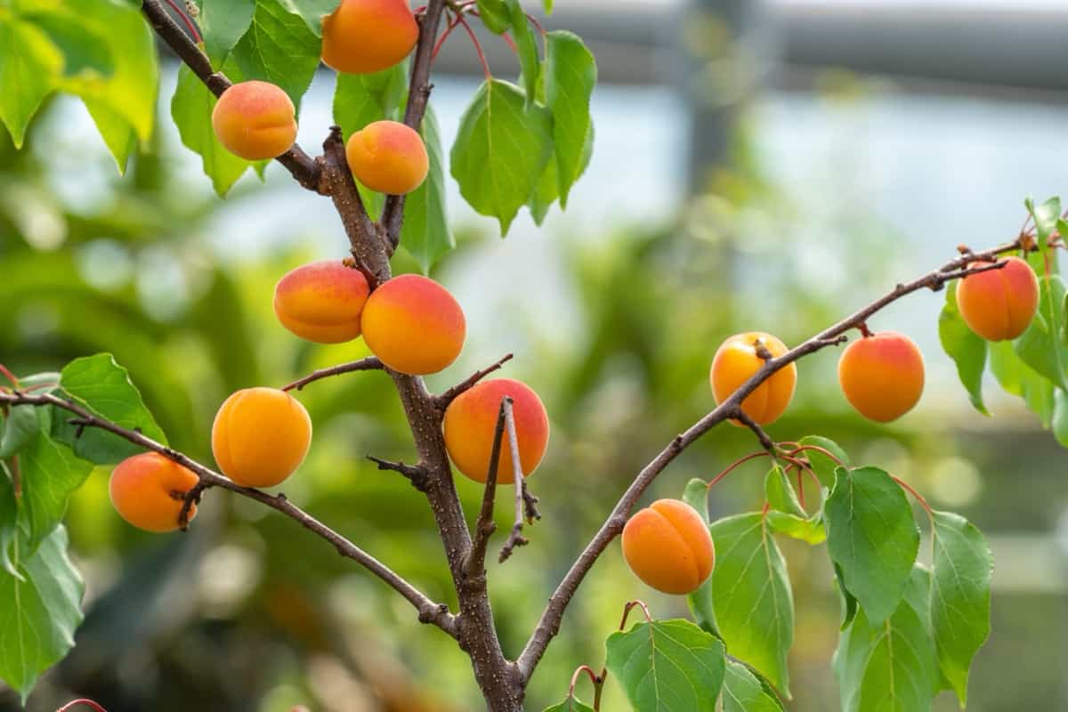 Apricot Farming Project Report