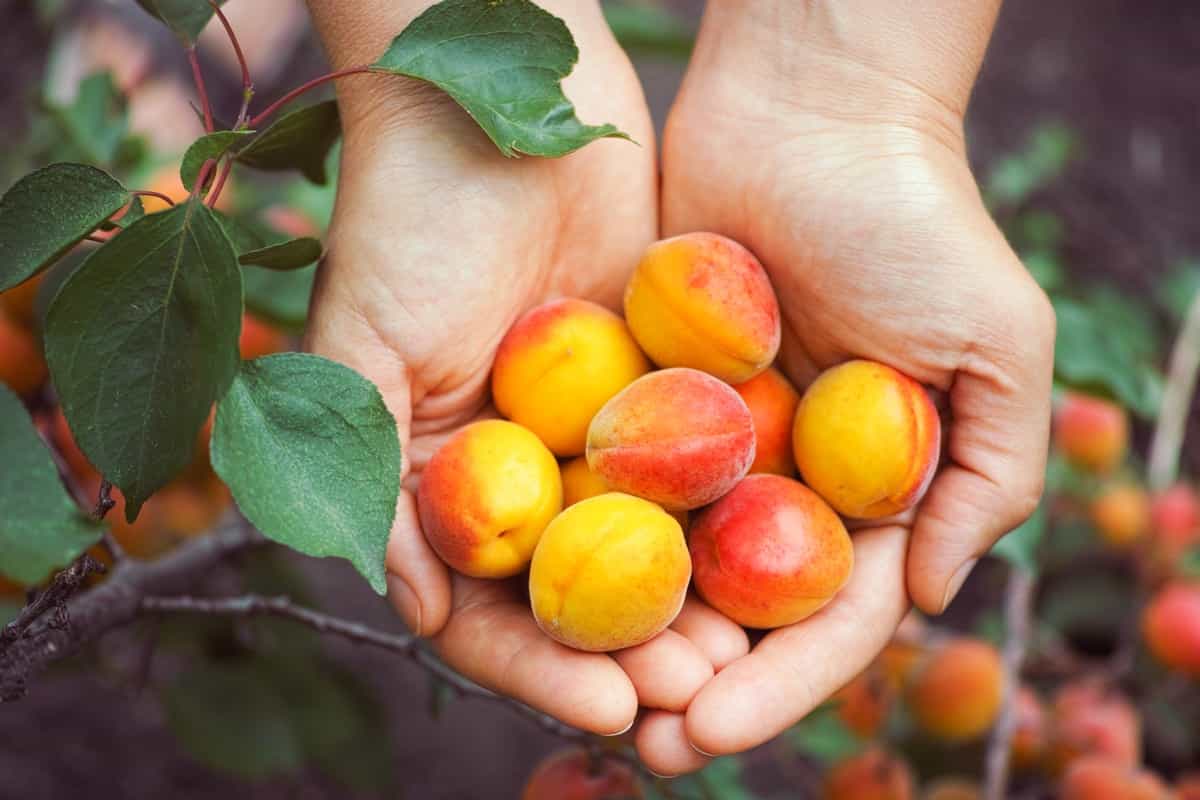 Freshly harvested Apricots