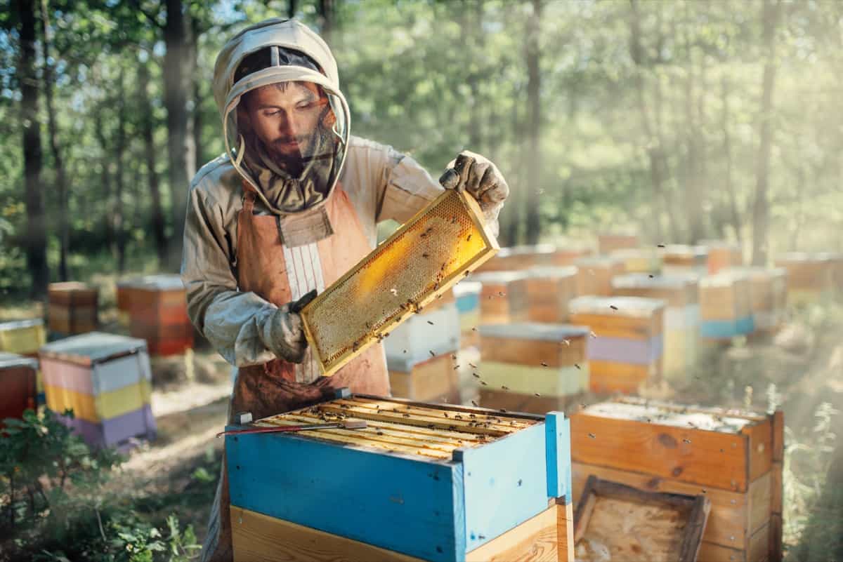 beekeeper with honeycombs