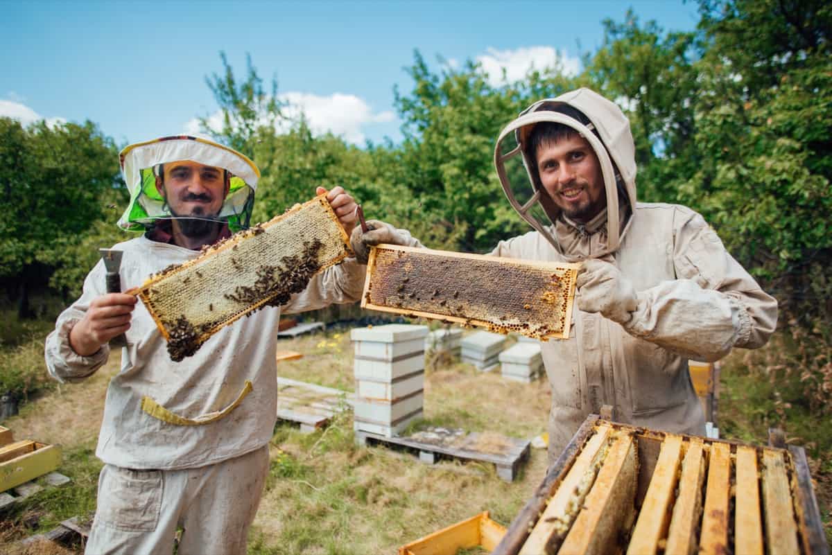 Harvesting honey in the apiary