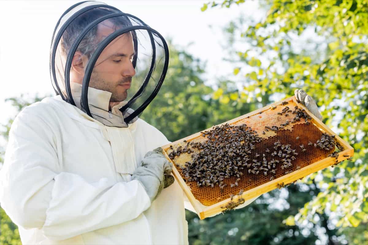Beekeeping Suits and Protective Gear
