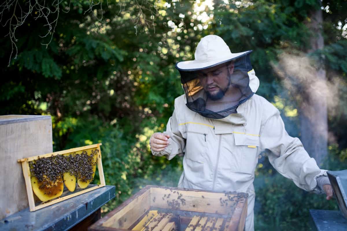 beekeeper working in apiar