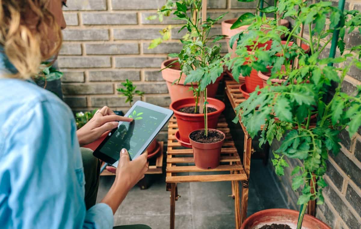 gardening app with artificial intelligence to care plants of urban garden on terrace