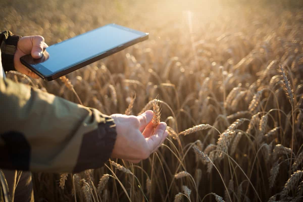 Smart Wheat Farming