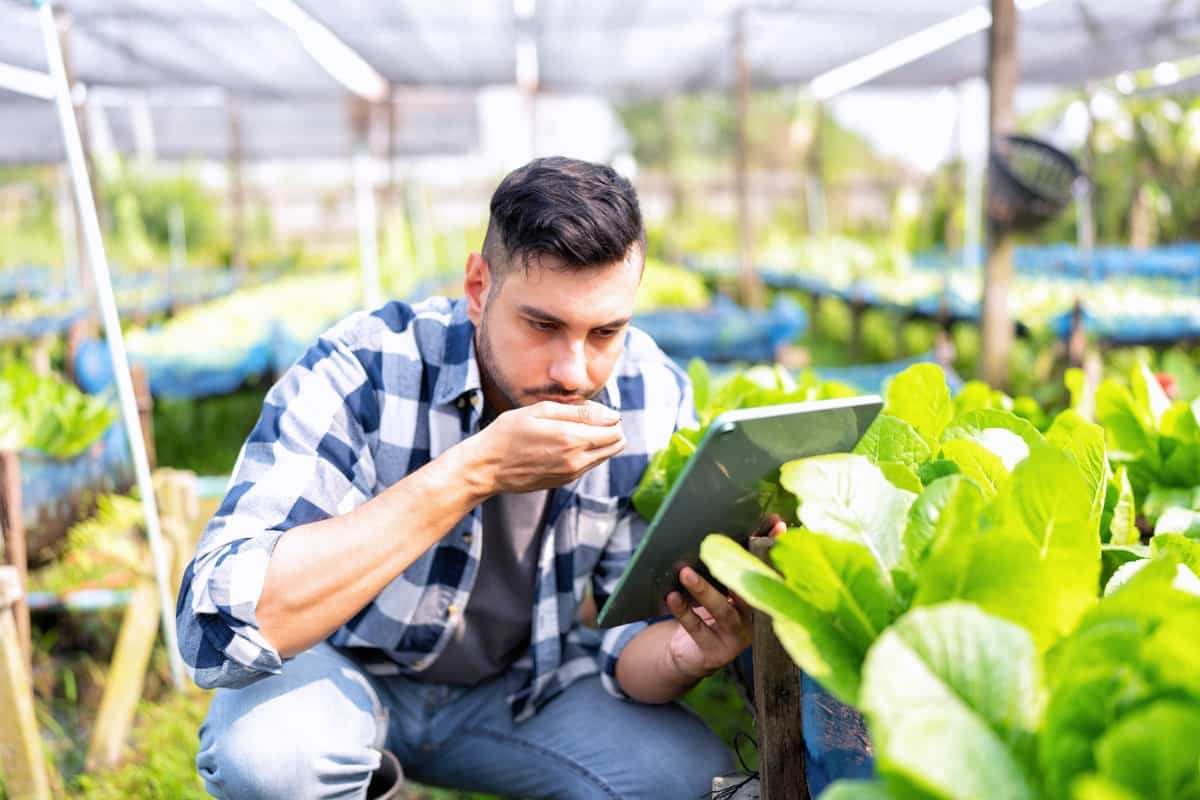 Farmer using digital tablet in the vegetable farm