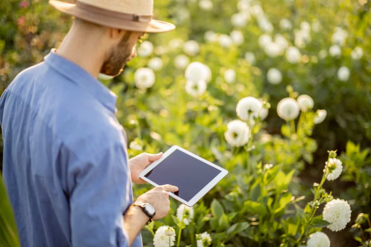 Working on a digital tablet on flower farm outdoors 