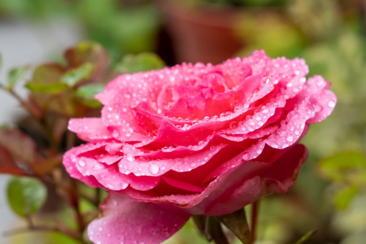Best Flowers to Grow in Balcony Pots: Pink Rose
