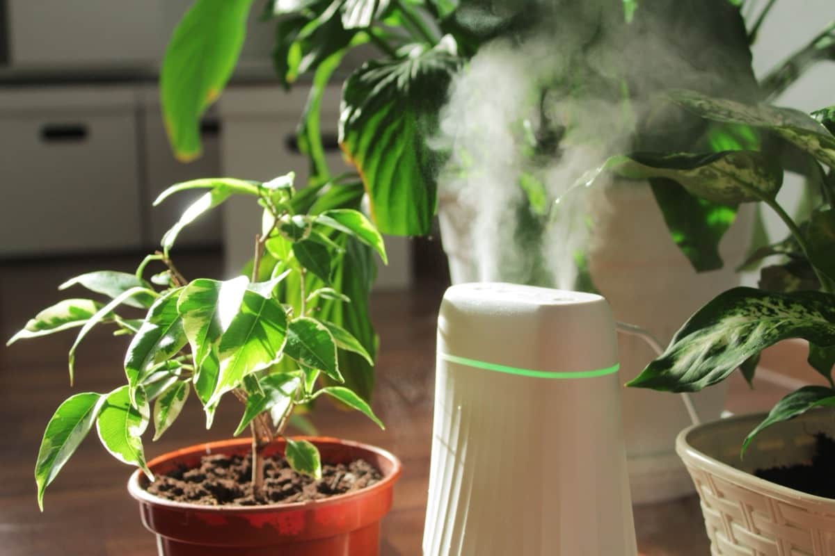 Plant Humidifier